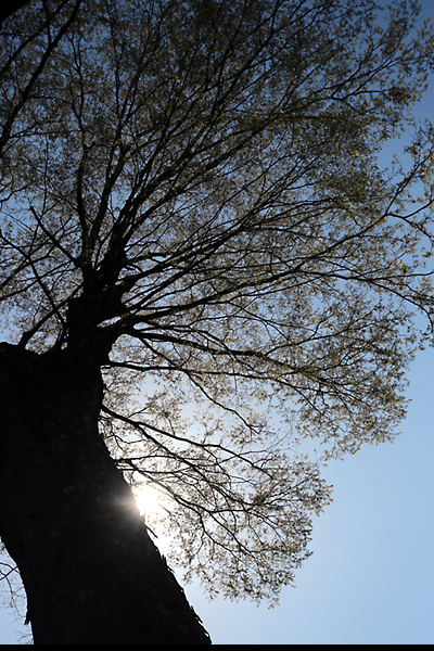 Ancient zelkova