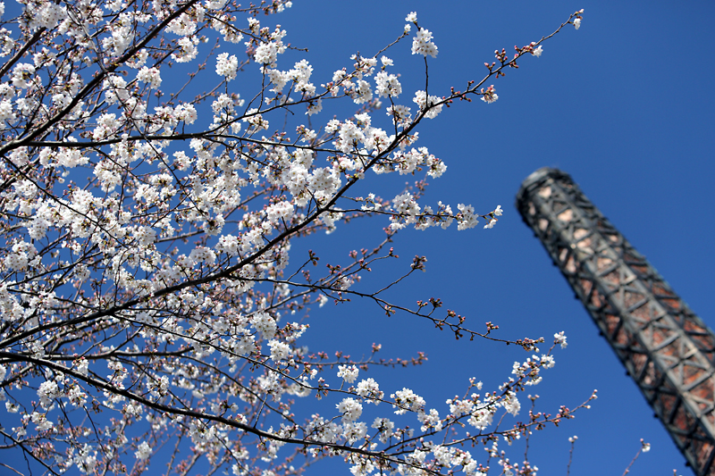 桜と煙突
