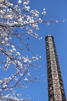 桜と煙突