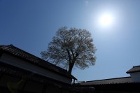 大欅