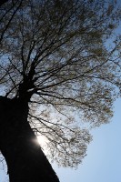 樹齢5～600年の大欅