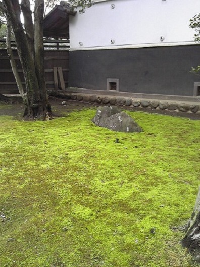 新緑の苔庭