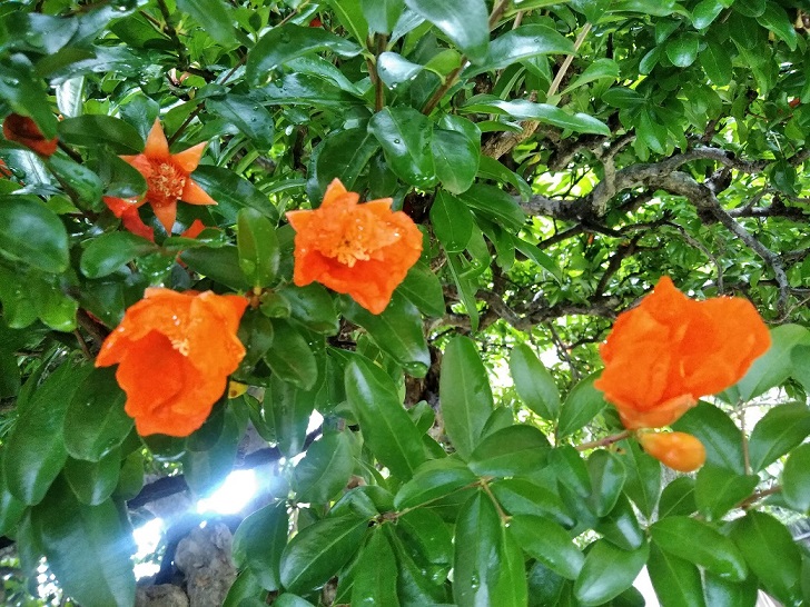 石榴（ざくろ）の花が鮮やかなオレンジ色に咲いています