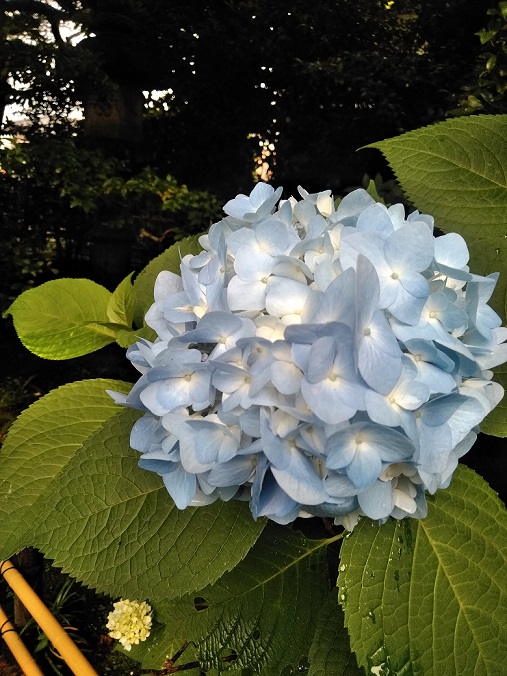 夏至に咲く紫陽花