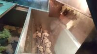 蒸米～放冷②