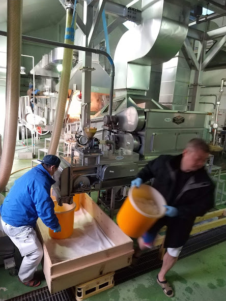 大吟醸の製麹1日目～蒸米取り