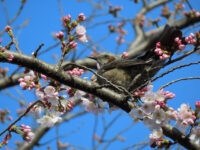 ヒヨドリ～甘い桜の香りに誘われて