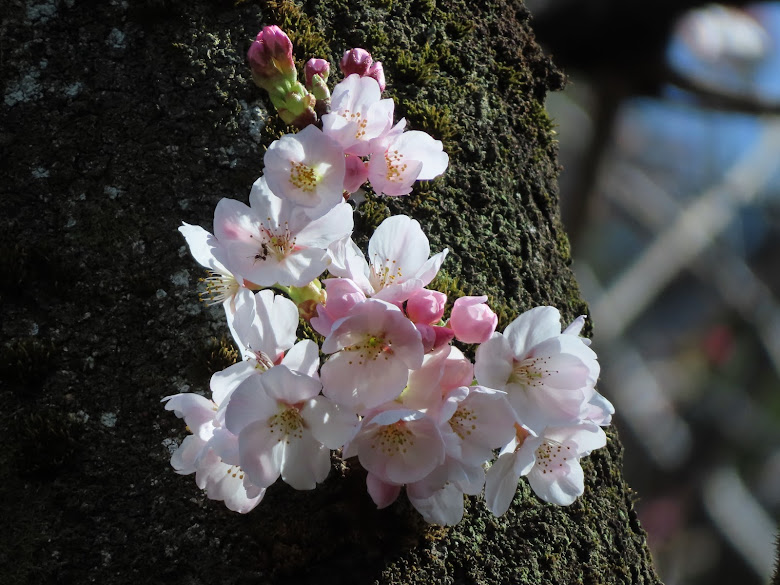 胴咲き桜が幹を彩ります