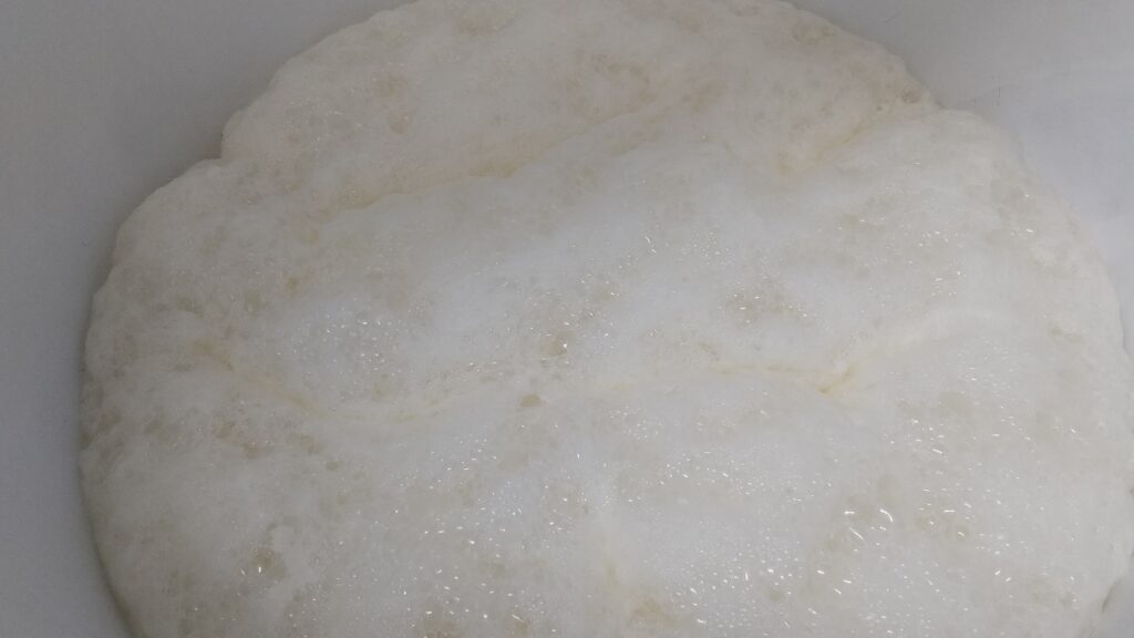 自家培養酵母の酒母(酛)仕込４